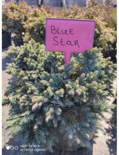 Ялівець лускатий Blue Star p9/p10