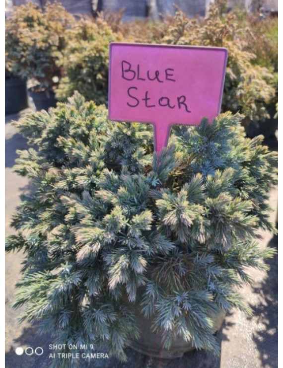 Ялівець лускатий Blue Star горщик p1,5